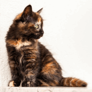 Handmade Test Bracelet